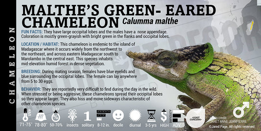 Calumma malthe 'Malthe's Green-eared' Chameleon