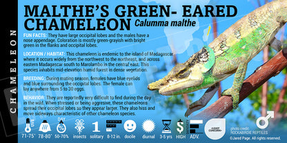 Calumma malthe 'Malthe's Green-eared' Chameleon