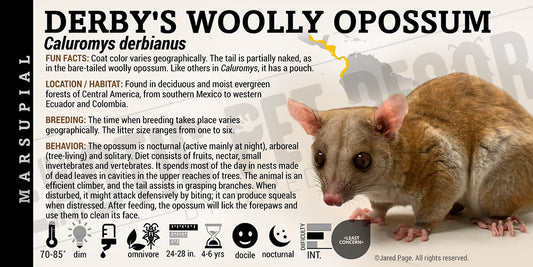 Caluromys derbianus 'Derby's Woolly' Opossum