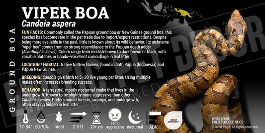 Candoia aspera 'Viper Boa' Snake label