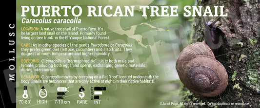 Caracolus caracolla 'Puerto Rican Tree' Snail label