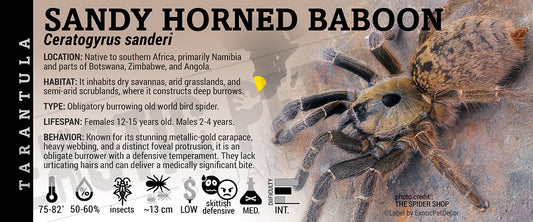 Ceratogyrus sanderi 'Sandy Horned Baboon' Tarantula label