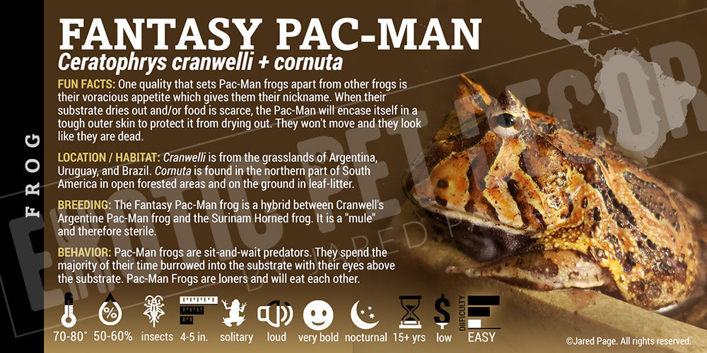 Pacman Exotics Ceratophrys cranwelli + cornuta 'Fantasy Pacman' Enclosure Labels ...