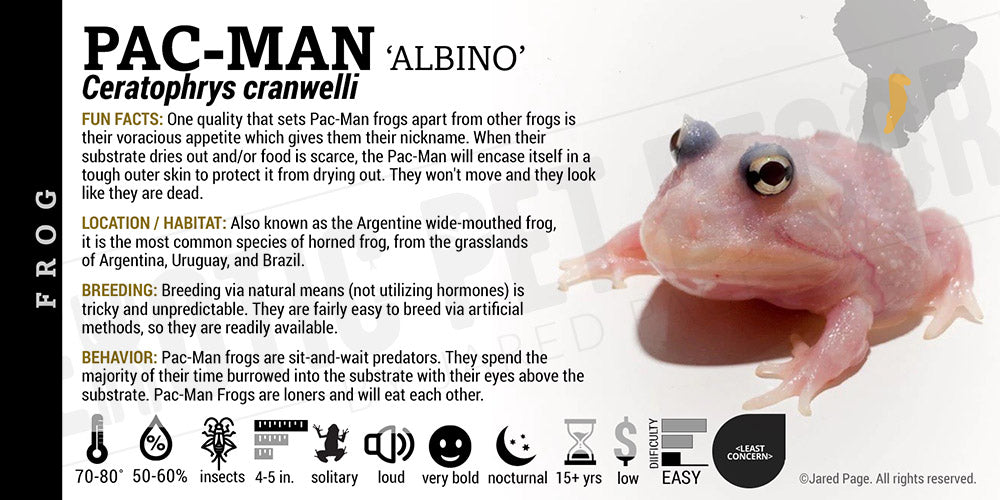 Pacman Exotics Ceratophrys cranwelli 'Pacman' Cards and Enclosure Labels – Exotic Pet ...