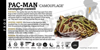 Ceratophrys cranwelli 'Pacman'