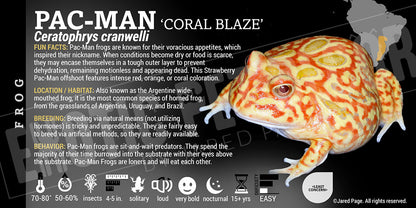 Ceratophrys cranwelli 'Pacman'