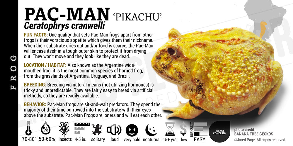 Ceratophrys cranwelli 'Pacman'