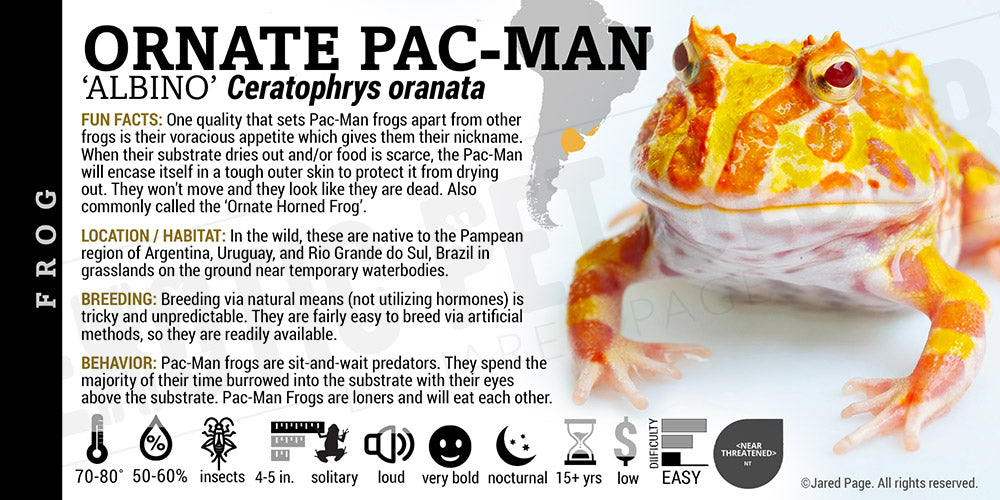 Ceratophrys ornata 'Ornate Pacman'