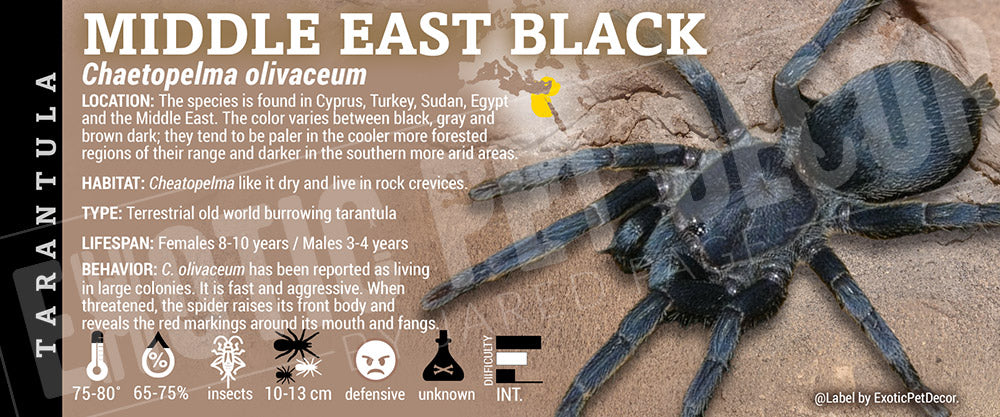 Chaetopelma olivaceum 'Middle East Black' Tarantula label