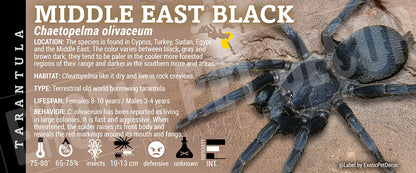 Chaetopelma olivaceum 'Middle East Black' Tarantula label