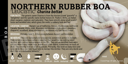 Charina bottae 'Northern Rubber' Boa