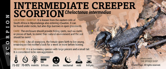 Cheloctonus intermedius 'Dark Creeper' Scorpion