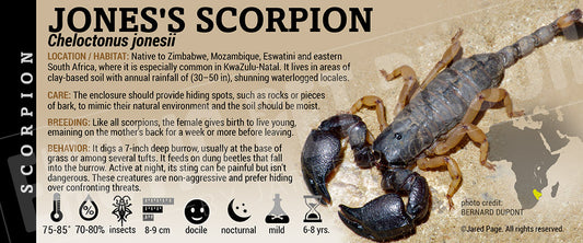 Cheloctonus jonesii Jone's' Scorpion