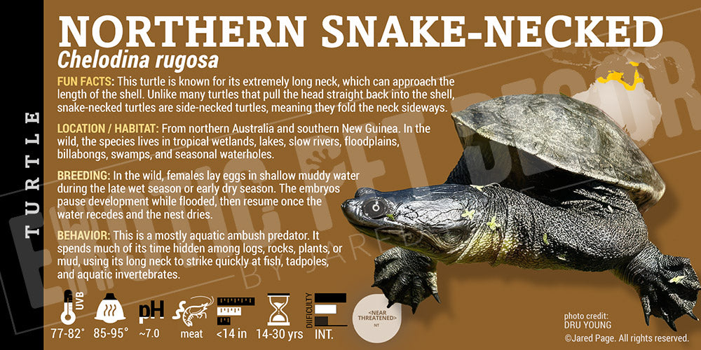 Chelodina rugosa 'Northern snake-necked Turtle' label