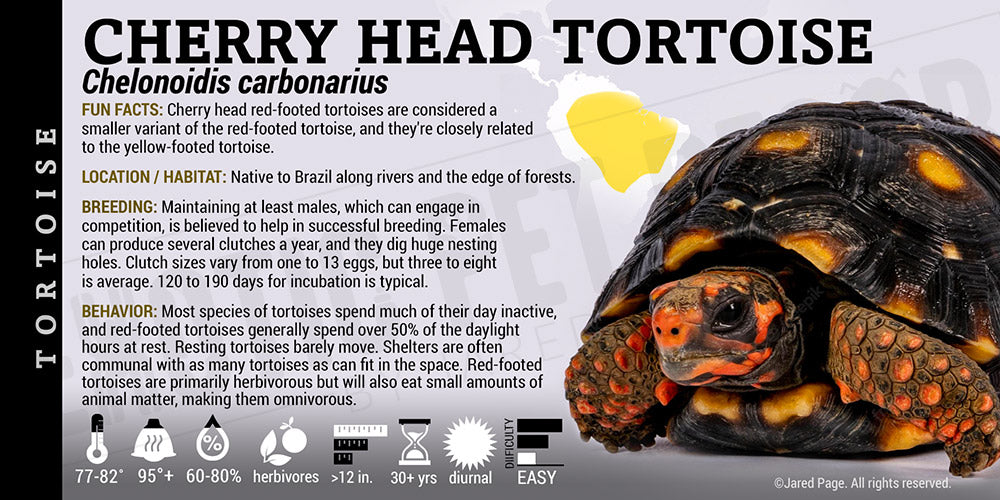 Chelonoidis carbonarius 'Red Footed' Tortoise