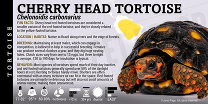 Chelonoidis carbonarius 'Red Footed' Tortoise