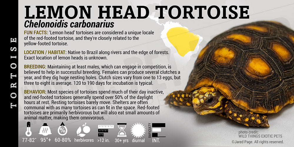 Chelonoidis carbonarius 'Red Footed' Tortoise