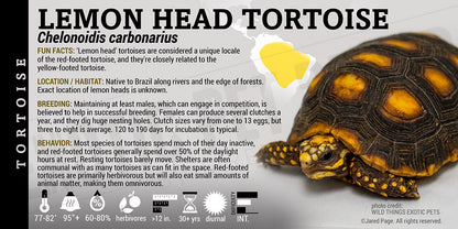 Chelonoidis carbonarius 'Red Footed' Tortoise