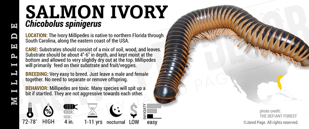 Chicobulus spinigerus 'Ivory' Millipede