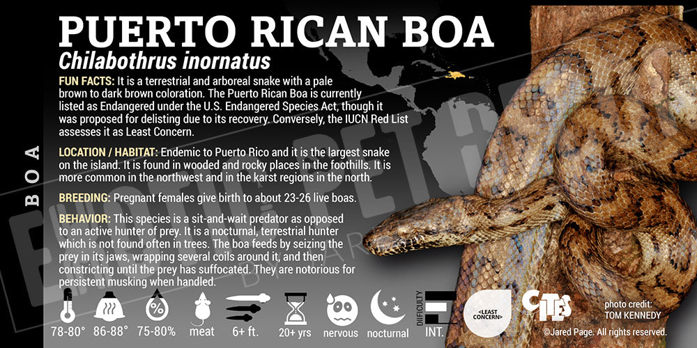Chilabothrus inornatus 'Puerto Rican' Boa label