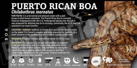 Chilabothrus inornatus 'Puerto Rican' Boa label