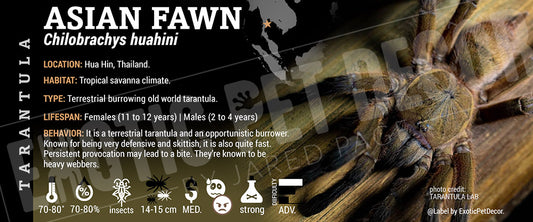 Chilobrachys huahini 'Asian Fawn' Tarantula label