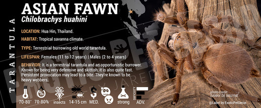 Chilobrachys huahini 'Asian Fawn' Tarantula label