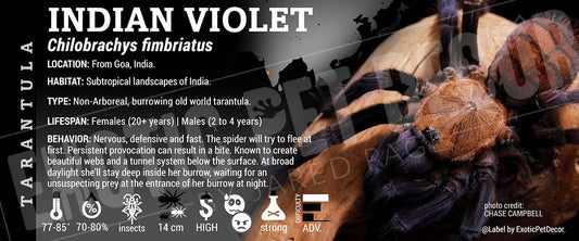 Chilobrachys fimbriatus 'Indian Violet' Tarantula label