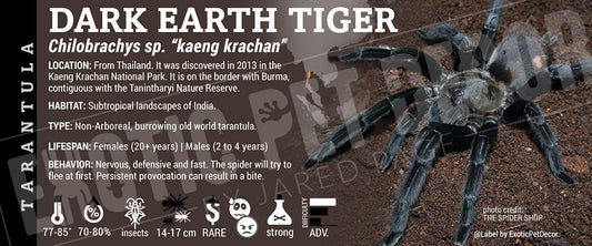 Chilobrachys sp. 'Kaeng Krachan Dark Earth Tiger' Tarantula