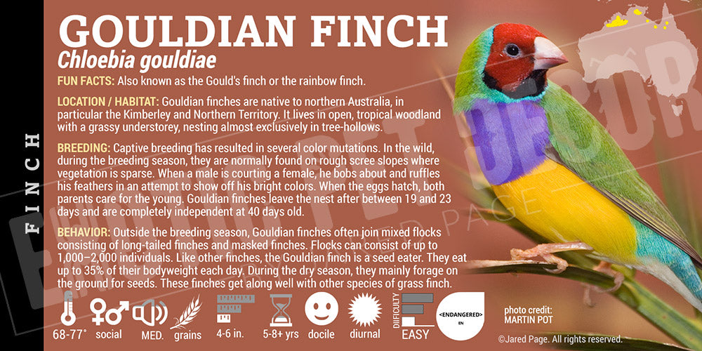 Finch Label Chloebia gouldiae 'Gouldian Finch' Cards and Enclosure Labels – Exotic ...