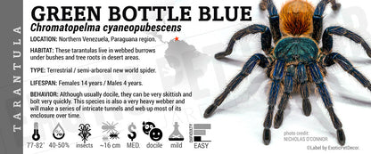 Chromatopelma cyaneopubescens 'Green Bottle Blue' Tarantula