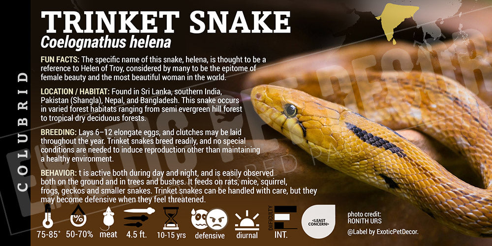 Trinket Label Coelognathus helena 'Trinket' Snake Cards and Enclosure Labels – Exotic ...