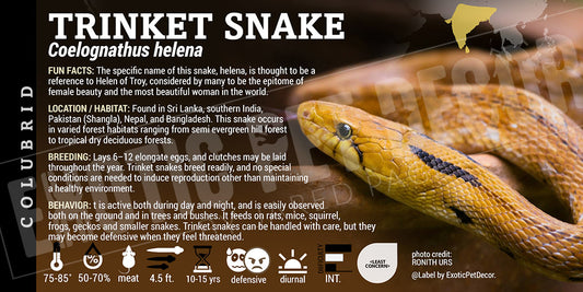 Coelognathus helena 'Trinket' Snake label