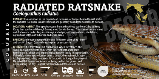 Coelognathus radiatus 'Radiated Ratsnake' label