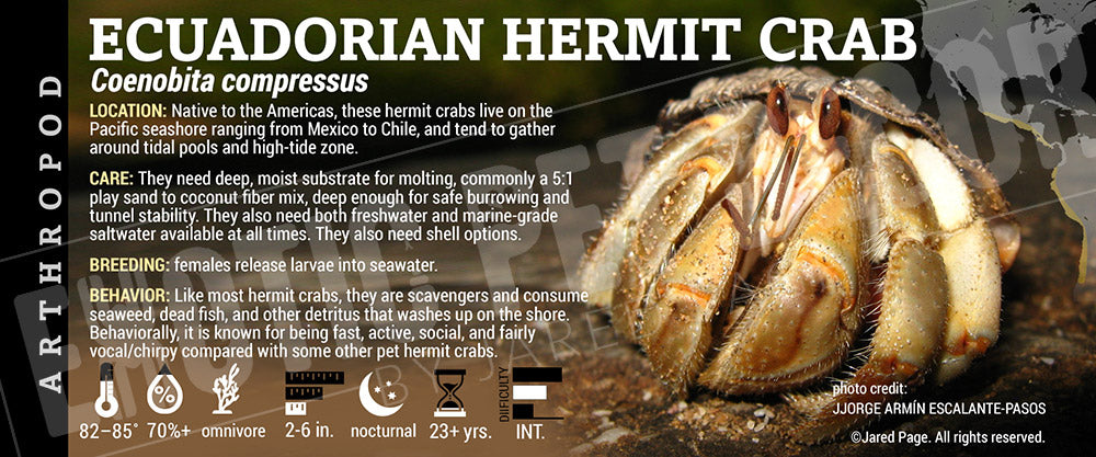 Coenobita compressus 'Ecuadorian Hermit' Crab label