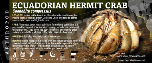 Coenobita compressus 'Ecuadorian Hermit' Crab label