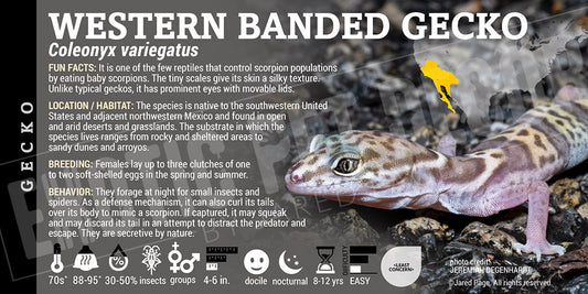 Coleonyx variegatus 'Western Banded' Gecko label