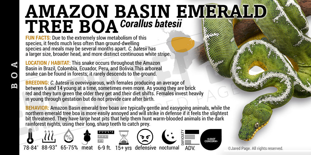 Corallus batesii 'Amazon Basin Emerald Tree' Boa label