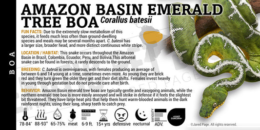 Corallus batesii 'Amazon Basin Emerald Tree' Boa label
