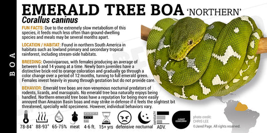 Corallus caninus 'Northern Emerald Tree' Boa