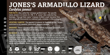 Cordylus jonesii 'Jones's Armadillo Lizard'