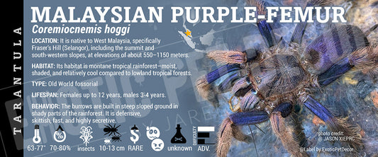 Coremiocnemis hoggi 'Malaysian Purple-Femur' Tarantula label