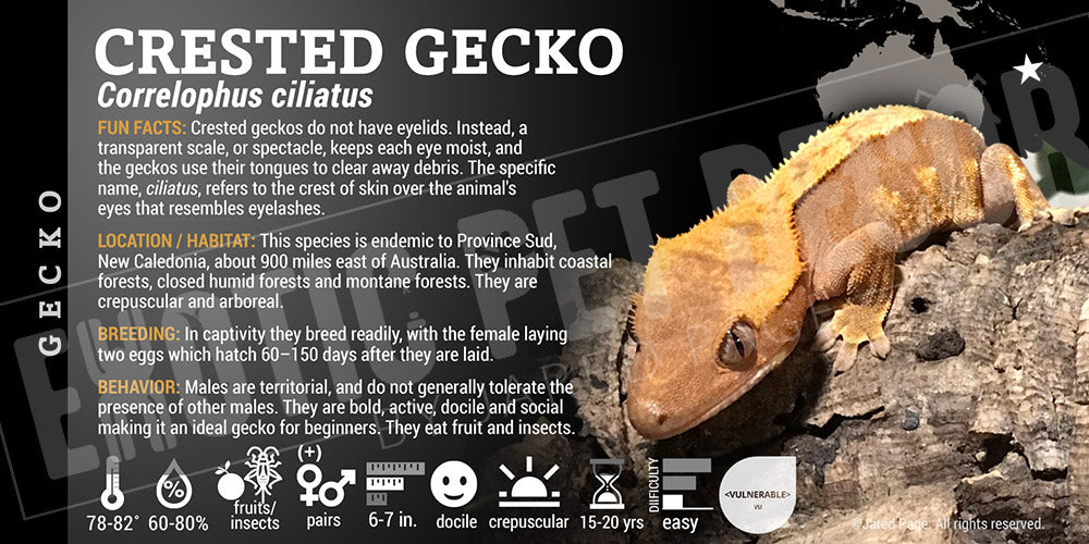 Correlophua ciliatus 'Crested' Gecko