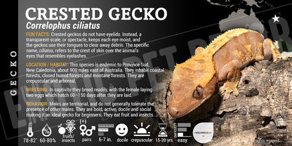 Correlophua ciliatus 'Crested' Gecko