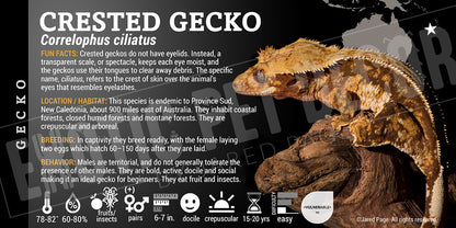 Correlophua ciliatus 'Crested' Gecko