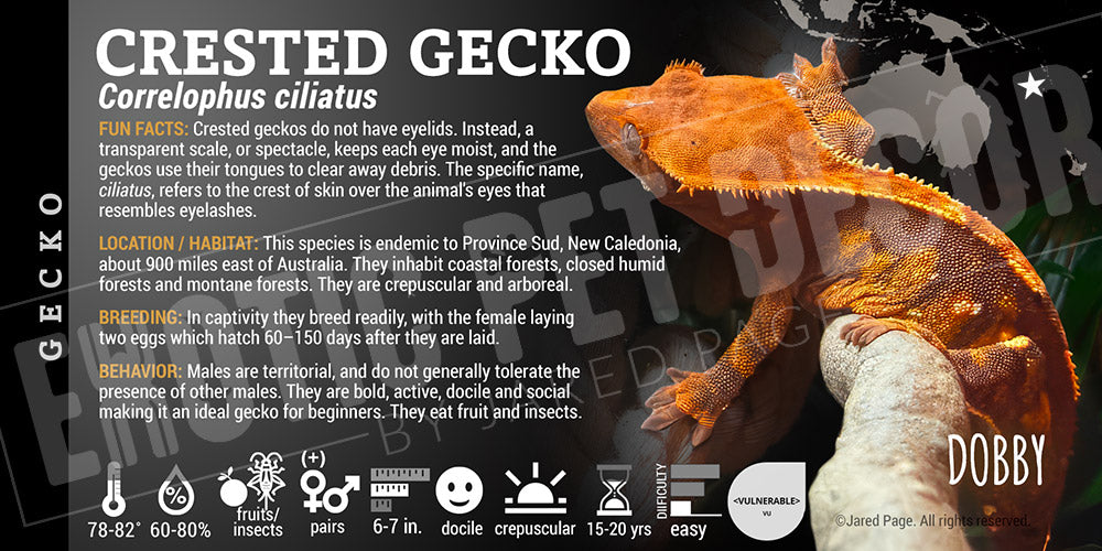 Correlophua ciliatus 'Crested' Gecko