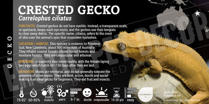 Correlophua ciliatus 'Crested' Gecko