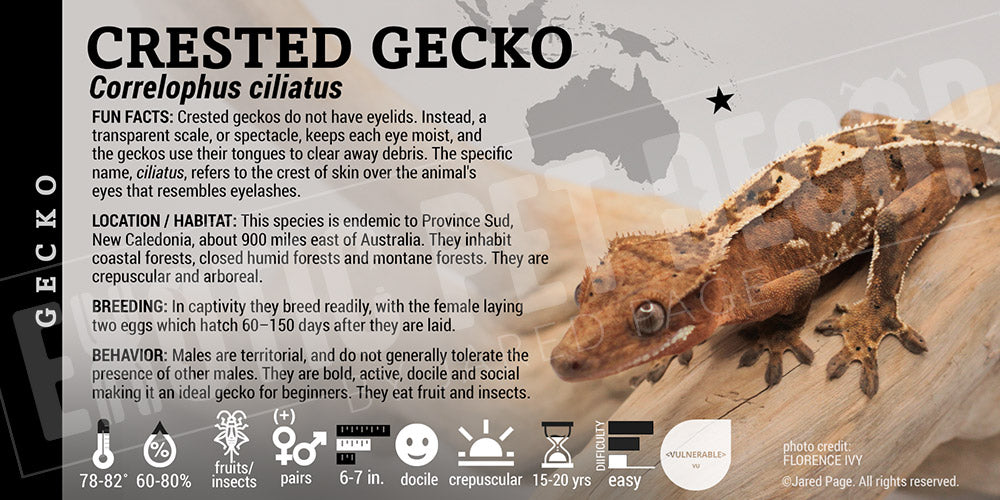 Correlophua ciliatus 'Crested' Gecko