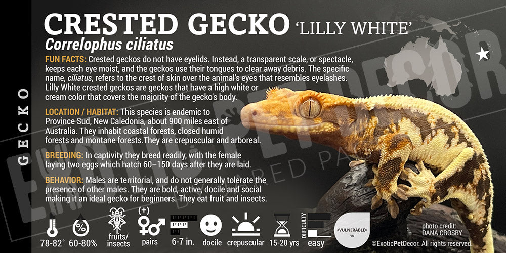 Correlophua ciliatus 'Crested' Gecko