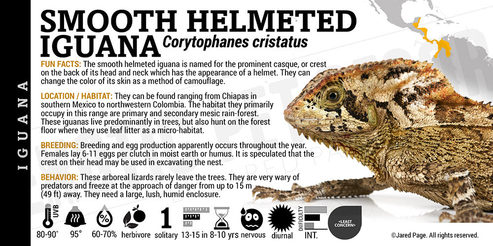 Corytophanes cristatus 'Smooth Helmeted' Iguana